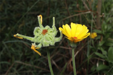 APII jpeg image of Calendula officinalis  © contact APII