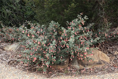 APII jpeg image of Correa reflexa 'Canberra Bells'  © contact APII