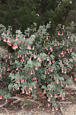 APII jpeg image of Correa reflexa 'Canberra Bells'  © contact APII