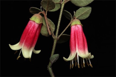 APII jpeg image of Correa reflexa 'Canberra Bells'  © contact APII