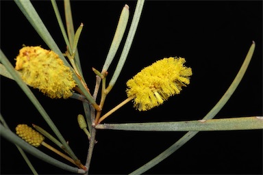 APII jpeg image of Acacia rhodophloia  © contact APII