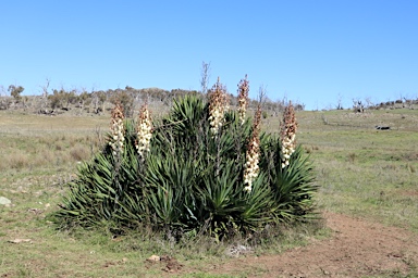 APII jpeg image of Yucca aloifolia  © contact APII