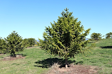 APII jpeg image of Araucaria bidwillii  © contact APII