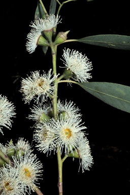 APII jpeg image of Eucalyptus baeuerlenii  © contact APII