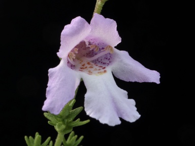 APII jpeg image of Prostanthera eurybioides  © contact APII