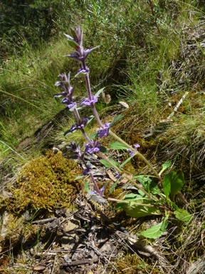 APII jpeg image of Ajuga australis  © contact APII