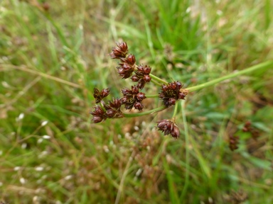 APII jpeg image of Juncus planifolius  © contact APII