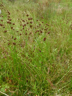 APII jpeg image of Juncus planifolius  © contact APII