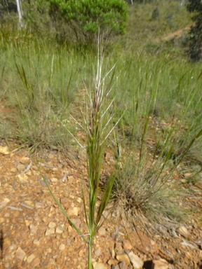 APII jpeg image of Austrostipa densiflora  © contact APII