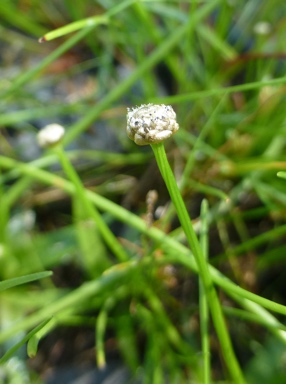 APII jpeg image of Eriocaulon scariosum  © contact APII