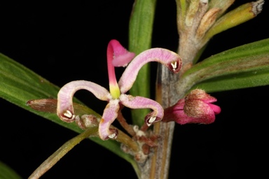 APII jpeg image of Grevillea quinquenervis  © contact APII