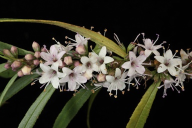 APII jpeg image of Myoporum bateae  © contact APII