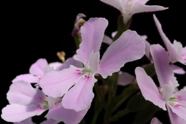 APII jpeg image of Stylidium maritimum  © contact APII