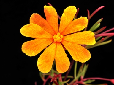 APII jpeg image of Hibbertia stellaris  © contact APII