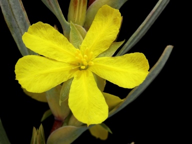 APII jpeg image of Hibbertia vaginata  © contact APII