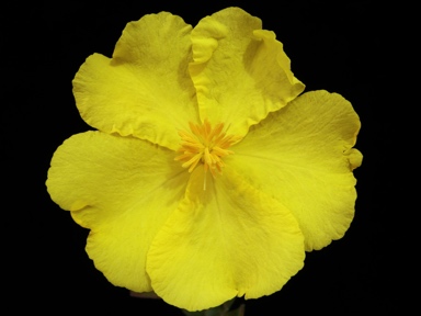 APII jpeg image of Hibbertia kaputarensis  © contact APII