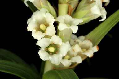 APII jpeg image of Dracophyllum oceanicum  © contact APII