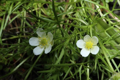 APII jpeg image of Ranunculus  © contact APII