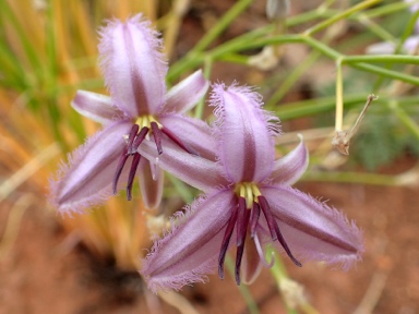 APII jpeg image of Thysanotus sp. Eremaean (S.van Leeuwen 1067)  © contact APII