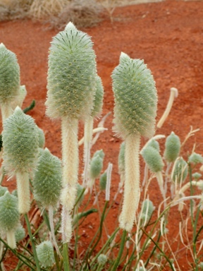 APII jpeg image of Ptilotus macrocephalus  © contact APII