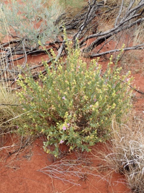 APII jpeg image of Eremophila willsii  © contact APII