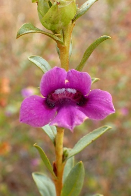 APII jpeg image of Eremophila willsii  © contact APII