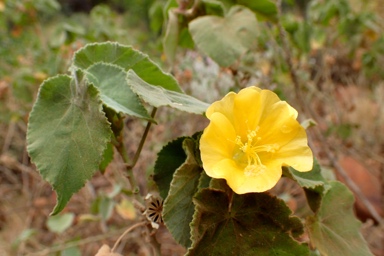 APII jpeg image of Abutilon leucopetalum  © contact APII