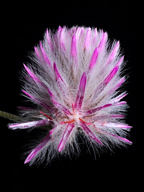 APII jpeg image of Ptilotus indivisus  © contact APII