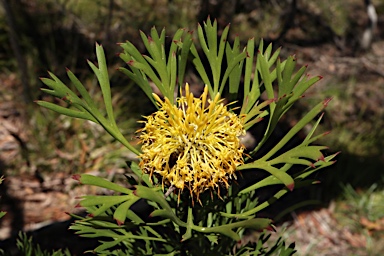 APII jpeg image of Isopogon anemonifolius  © contact APII