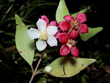 APII jpeg image of Uromyrtus australis  © contact APII