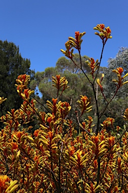 APII jpeg image of Anigozanthos 'Landscape Orange'  © contact APII