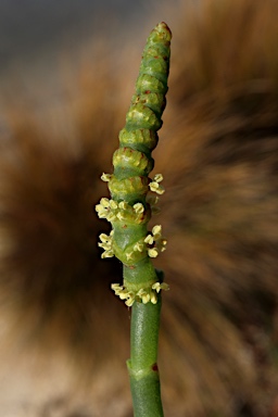 APII jpeg image of Sarcocornia quinqueflora  © contact APII