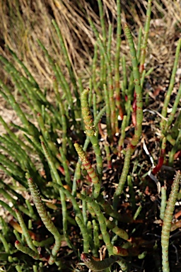 APII jpeg image of Sarcocornia quinqueflora  © contact APII