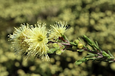 APII jpeg image of Kunzea muelleri  © contact APII