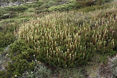 APII jpeg image of Richea continentis  © contact APII