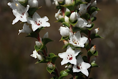 APII jpeg image of Epacris gunnii  © contact APII