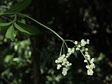 APII jpeg image of Sambucus australasica  © contact APII