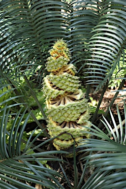 APII jpeg image of Lepidozamia peroffskyana  © contact APII