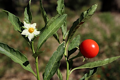 APII jpeg image of Solanum pseudocapsicum  © contact APII