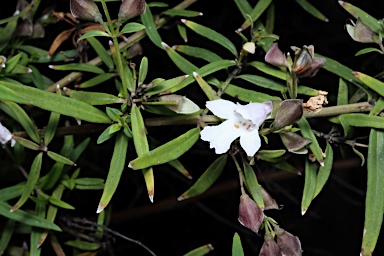 APII jpeg image of Prostanthera linearis  © contact APII