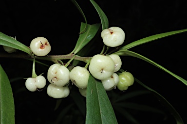 APII jpeg image of Myoporum betcheanum  © contact APII