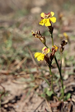 APII jpeg image of Goodenia macbarronii  © contact APII