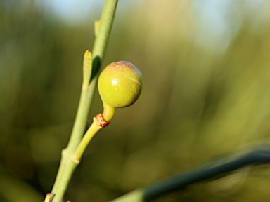 APII jpeg image of Capparis anomala  © contact APII