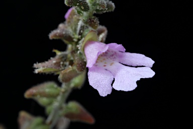 APII jpeg image of Prostanthera marifolia  © contact APII