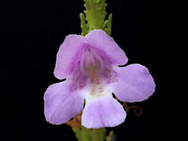 APII jpeg image of Prostanthera cryptandroides subsp. cryptandroides  © contact APII