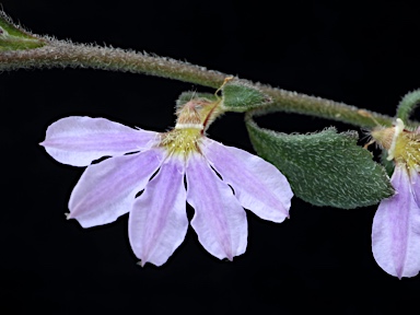 APII jpeg image of Scaevola albida  © contact APII