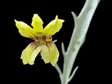 APII jpeg image of Goodenia mueckeana  © contact APII