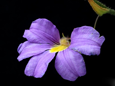 APII jpeg image of Scaevola phlebopetala  © contact APII