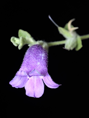 APII jpeg image of Eremophila strongylophylla  © contact APII