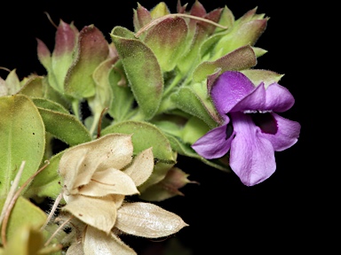 APII jpeg image of Eremophila willsii subsp. willsii  © contact APII